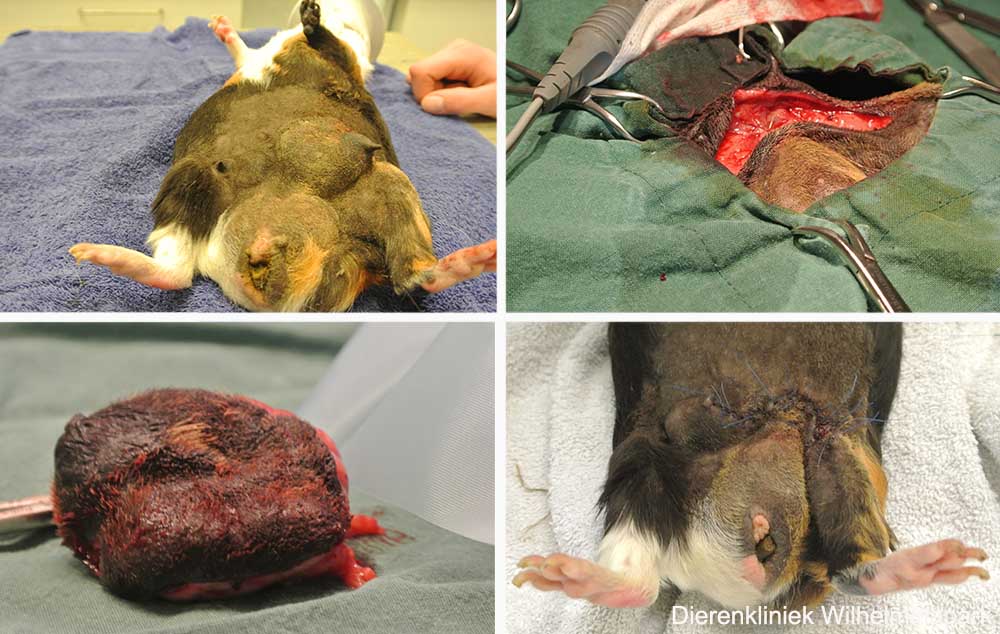 Er is een grote melkkliertumor bij een mannelijke cavia